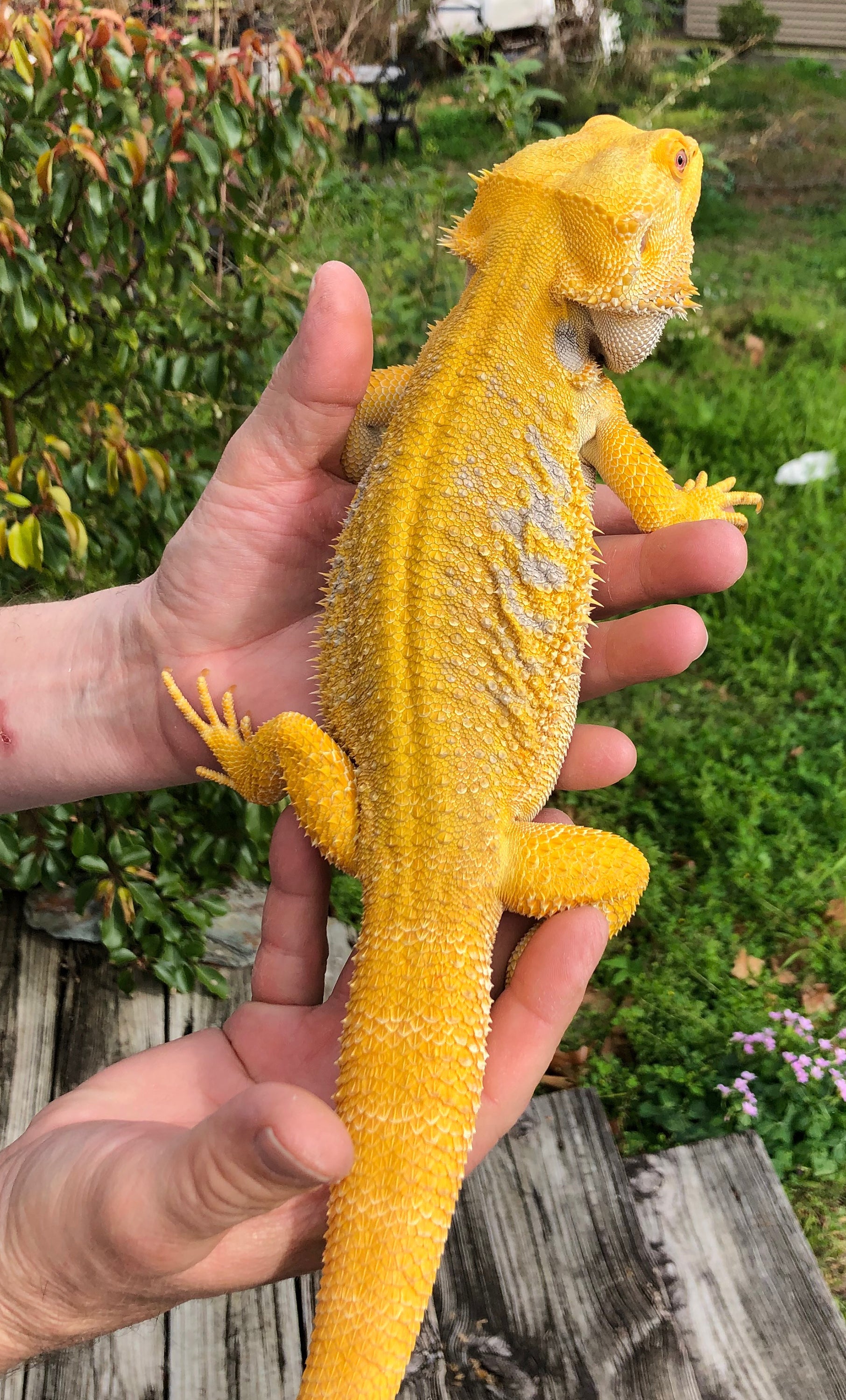 Citrus Bearded Dragon for sale